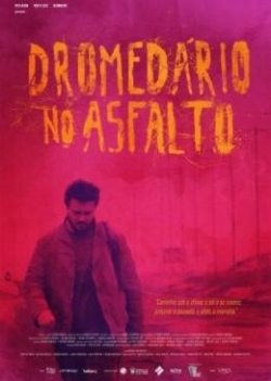 Dromedário No Asfalto